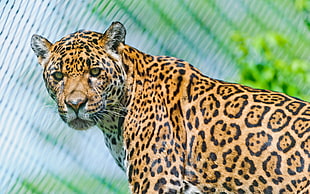 brown leopard HD wallpaper