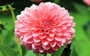 pink Dahlia flower in close up photography