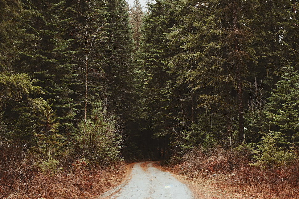 green leaf trees, trees, path, forest HD wallpaper