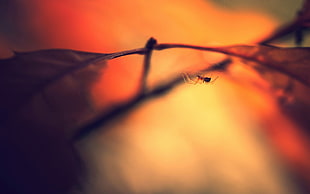 macro-shot photography of spider, macro, spider, insect, animals HD wallpaper