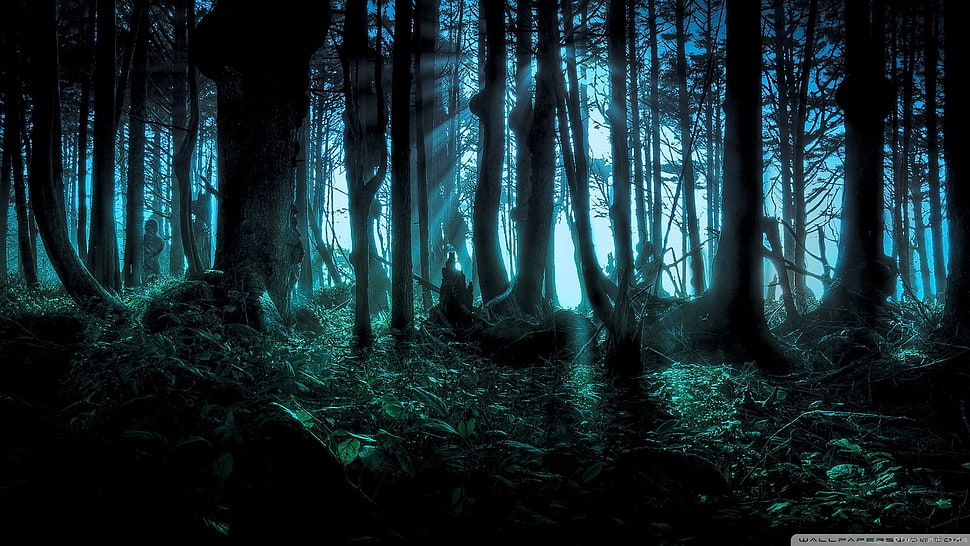 silhouette of rainforest during night time HD wallpaper