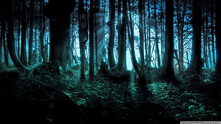 silhouette of rainforest during night time