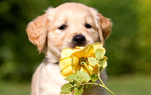 yellow Labrador puppy biting yellow petaled flower during daytime