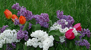 purple and white Hydrangeas and pink and orange Tulips