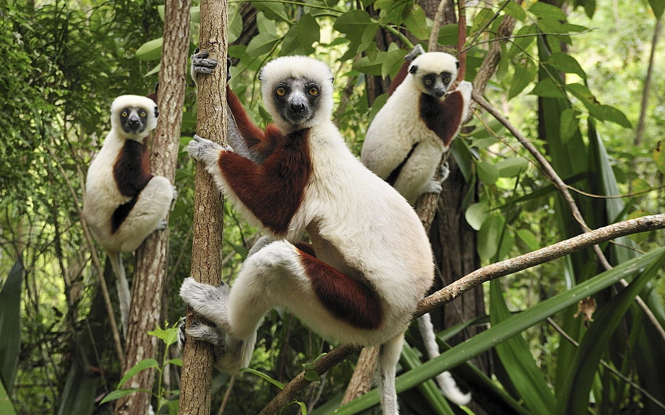 several white-and-brown primates HD wallpaper
