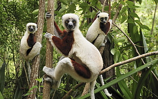 several white-and-brown primates