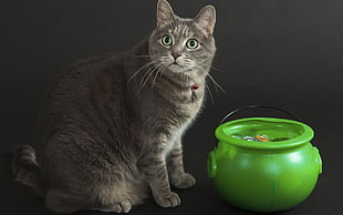 gray cat in front green plastic case HD wallpaper