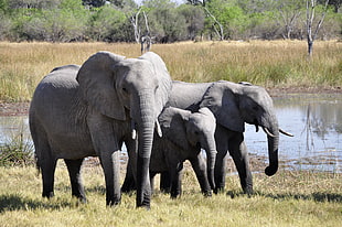 three gray elephants during daytime