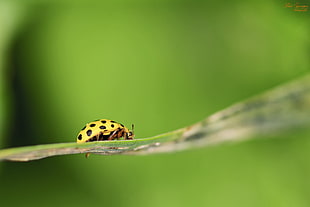 close-up photography of yellow and black dotted bug on green leaf plant