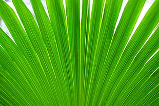 green anahaw leaf HD wallpaper