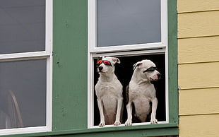 two white short-coated dogs peeping on window