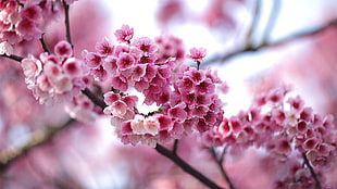 pink cherry blossom flowers, blossom, pink flowers, flowers HD wallpaper