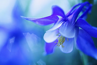 blue petaled flower photography, macro, blue flowers HD wallpaper
