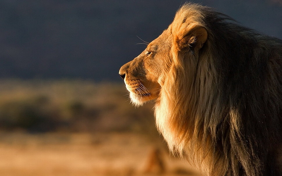 lion, nature HD wallpaper