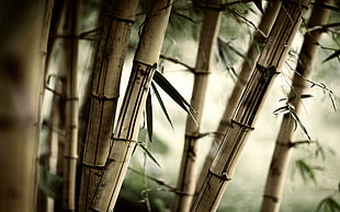 close up photo of brown bamboo