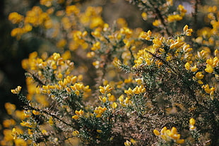yellow flowers, Bush, Branch, Plant