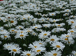 field of daisy flowers HD wallpaper