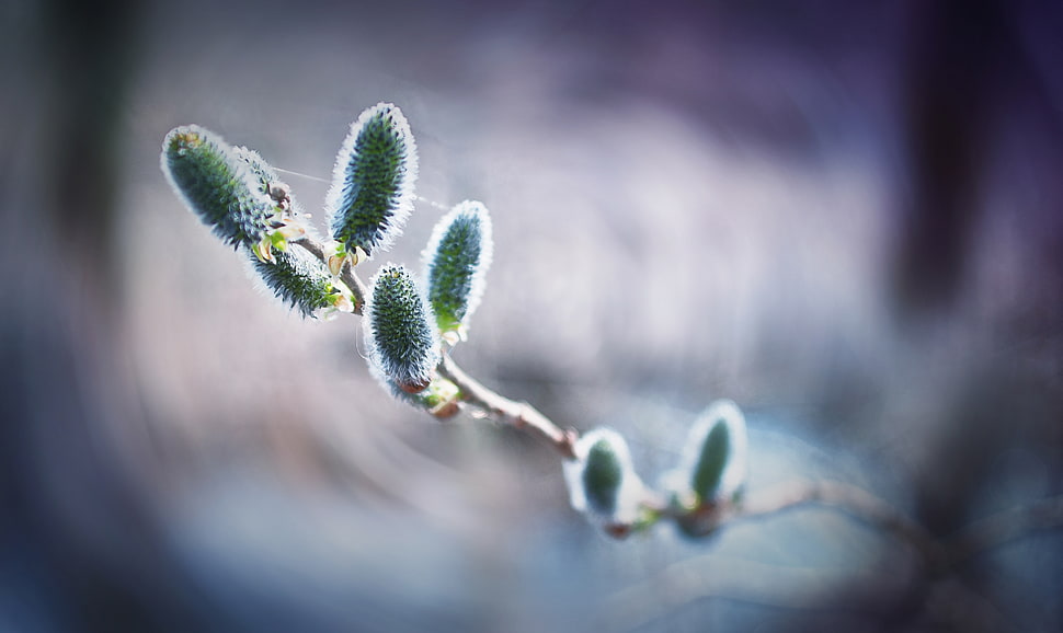 green plant focus photo HD wallpaper