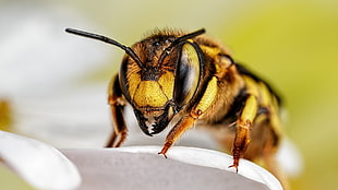 yellow jacket, insect, bees HD wallpaper