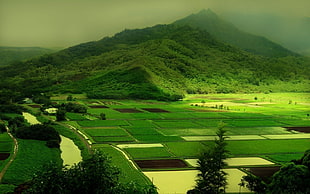 green fields, landscape, nature, field HD wallpaper