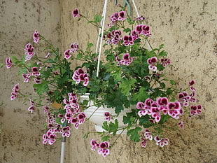 white vase hang at wall with purple Geranium flower