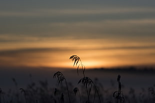 In the sunlight, untitled, Sunset, Grass HD wallpaper
