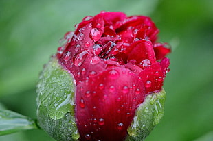 red rose bud dew drop focused photography