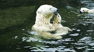 two white Polar Bear playing at the body of water