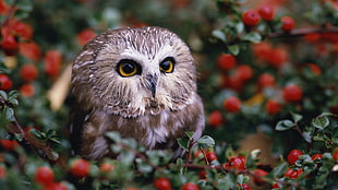 focus photography of gray owl surrounded by red berries