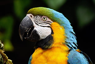 blue sapphire macao parrot photo, parrots HD wallpaper