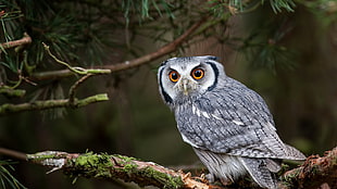 gray and black owl, nature, animals, owl, yellow eyes HD wallpaper