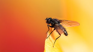 black fly on orange petaled flower