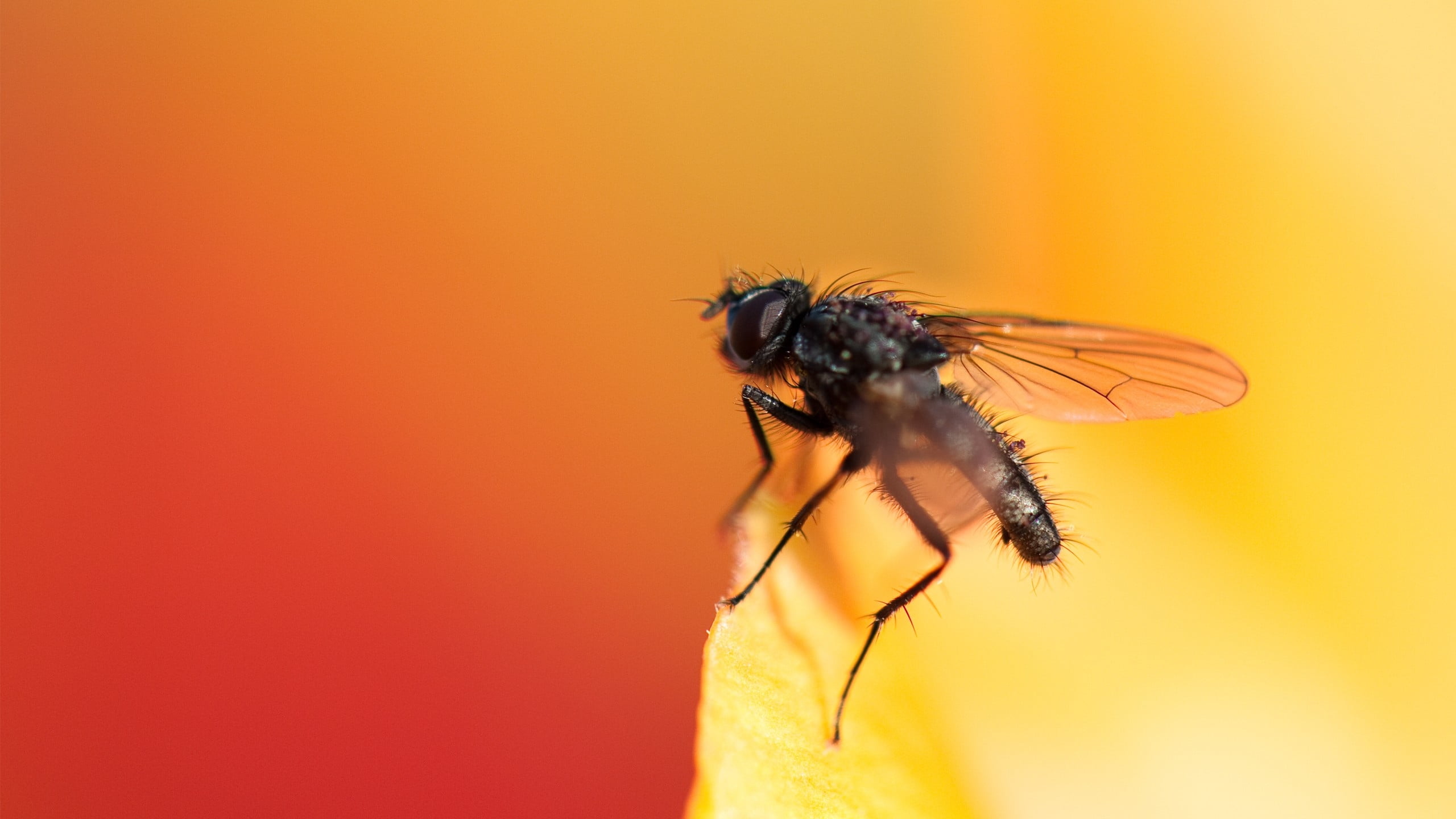 Black fly on orange petaled flower HD wallpaper | Wallpaper Flare