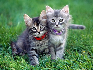 two gray Tabby kittens on green grass