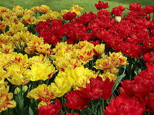 yellow and red Tulip field at daytime