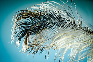 selective focus photography of black and white feather