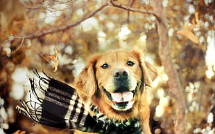 golden retriever wearing black and white scarf under tree