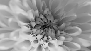 micro photography of white Chrysanthemum flower