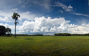 grass field under cloudy sky at daytime, landscape