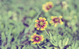 blanket flowers selective-focus photography HD wallpaper