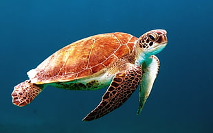 brown sea turtle in body of water
