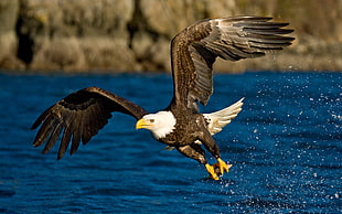 black eagle