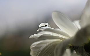 selective focus of white flower with dew
