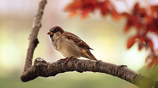 brown Sparrow bird perching on twig HD wallpaper