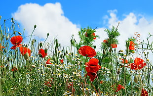 round red flowers, poppies, field, flowers, nature