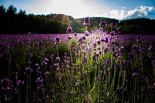 purple lavender flowers, plants, flowers, purple flowers, lavender HD wallpaper