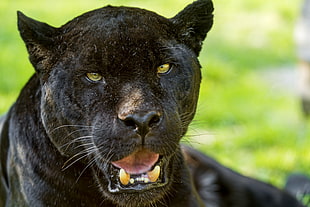 black panther, Jaguar, Predator, Big cat