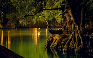 brown tree near body of water digital wallaper, nature, landscape, lake, forest HD wallpaper