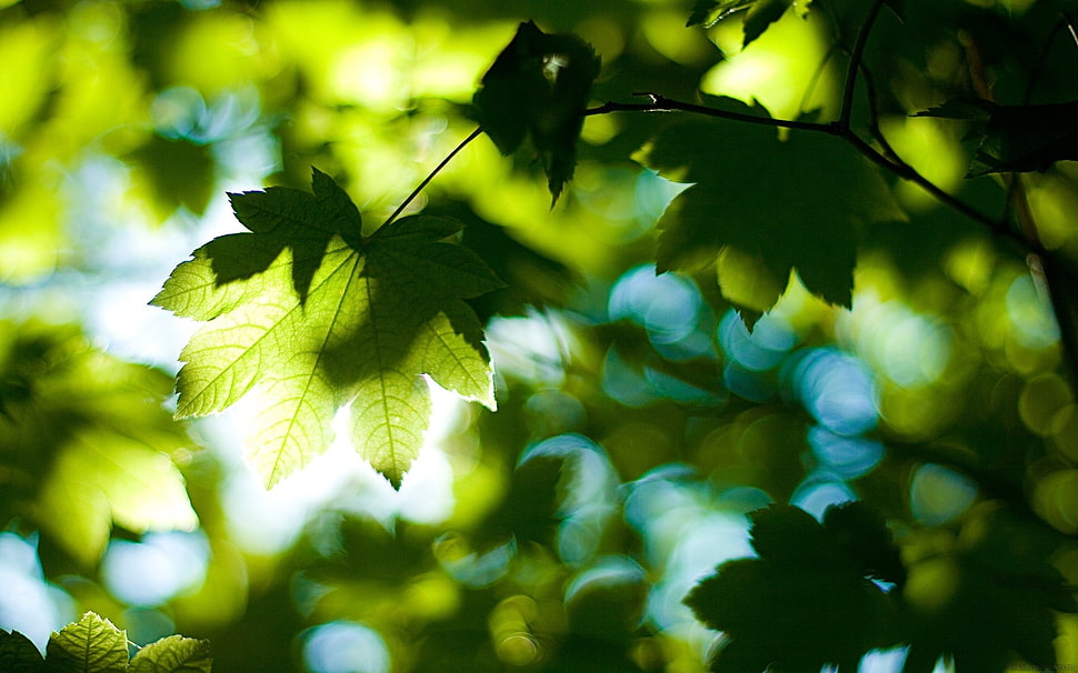 green leaf in shallow focus photography HD wallpaper