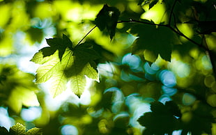 green leaf in shallow focus photography